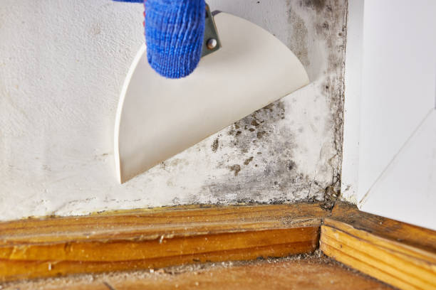 Best Air Quality Testing for Mold Spores  in Port Neches, TX