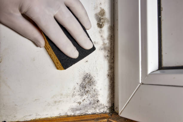 Best Mold Remediation for Vacation Homes  in Port Neches, TX